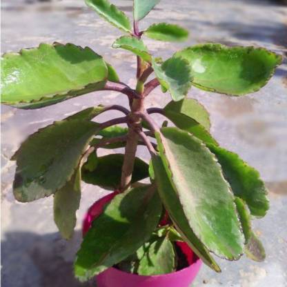 Cloud Farm Bryophyllum Pinnatum/Patharchatta Plant Price in India - Buy ...