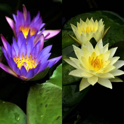 WILLVINE VXI-66 Pond Dwarf Mini Water Bowl Aquarium Lotus Seed Price in