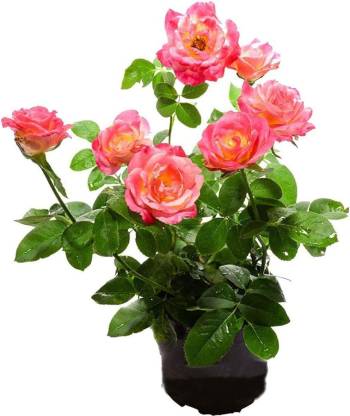 Biosnyg Rose Fresh Plant for Planting Rosa Rugosa 25 Seeds Seed Price in  India - Buy Biosnyg Rose Fresh Plant for Planting Rosa Rugosa 25 Seeds Seed  online at 