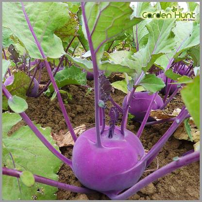 XOLDA Knol-knol purple Seed Price in India - Buy XOLDA Knol-knol purple ...
