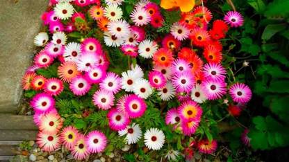 Kanaya Ice Plant Flower Seed Price In India Buy Kanaya Ice Plant Flower Seed Online At Flipkart Com