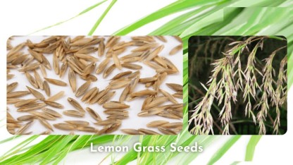 1000+Lemongrass Seeds Easy Grown Lemon Grass Seeds for Planting 