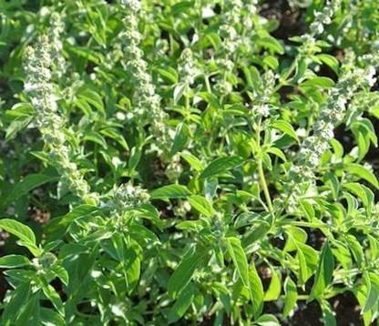 VibeX ® VMR-125 Thai Hoary Basil Seeds Seed Price in India - Buy VibeX