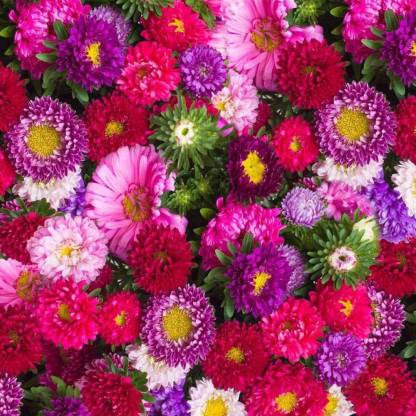 ACCELCROP Aster Flower Seed Price in India - Buy ACCELCROP Aster Flower ...