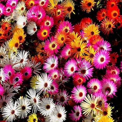 Kanaya Ice Flower Mesembryanthemum Flower Seed Price In India Buy Kanaya Ice Flower Mesembryanthemum Flower Seed Online At Flipkart Com