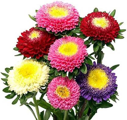 ACCELCROP Aster Princess Mixed Flower Seed Price in India - Buy ...