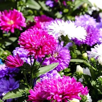 ACCELCROP Aster Mixed Hybrid Imported Flower Seed Price in India - Buy ...