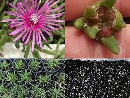 Kanaya Ice Plant Flower Seed Price In India Buy Kanaya Ice Plant Flower Seed Online At Flipkart Com