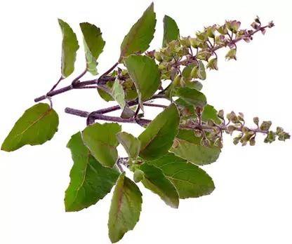 MAA Holy Basil, Tulsi, Tulasi Seed Price in India - Buy MAA Holy Basil, Tulsi, Tulasi Seed online at Flipkart.com