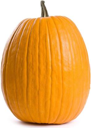 CYBEXIS Pumpkin Heirloom, Non-GMO-50 Seeds Seed Price in India - Buy ...