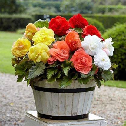 WILLVINE PUAS-9 Begonia Tuberosa Double Flower Seed Mix Seeds Seed Price in  India - Buy WILLVINE PUAS-9 Begonia Tuberosa Double Flower Seed Mix Seeds  Seed online at 