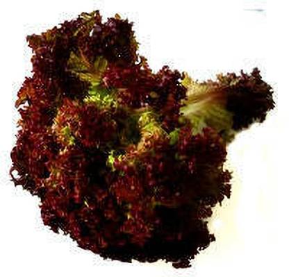 XOLDA Organic red lettuce Seed Price in India - Buy XOLDA Organic red ...
