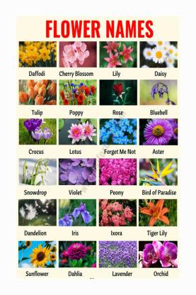 Flowers Name Chart Poster with Gloss Lamination Paper Print - Children ...