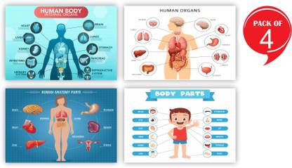 human body parts, educational poster for school,school poster for kids ...