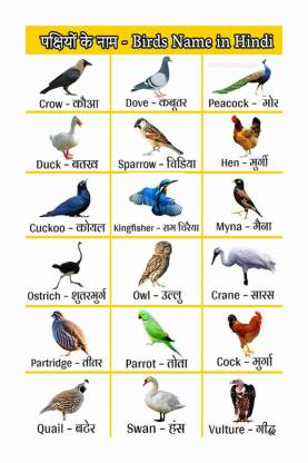 Birds Name Chart Poster with Gloss Lamination Paper Print - Children ...