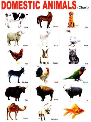 Poster Kids Child Domestic Animals School S Chart sl-9858 (Large Poster,  36x24 Inch, Banner Media Print, Multicolor) Fine Art Print - Art &  Paintings posters in India - Buy art, film, design,