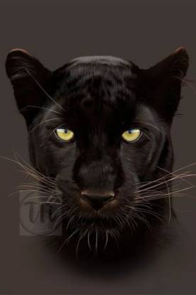 Wildlife Animal Black Panther Poster | Panther Posters for Room ...