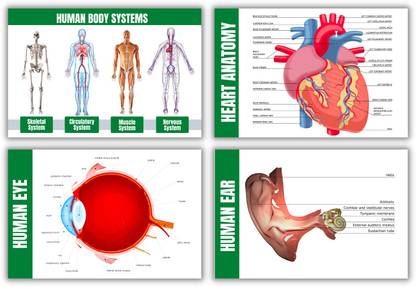 HUMAN BODY POSTER SET Photographic Paper Biology Diagrams