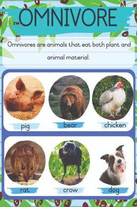 Omnivore Animals Name