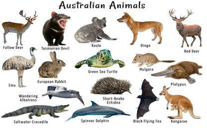 Animals Name Chart Poster with Gloss Lamination Paper Print - Children, Educational posters in India - Buy art, film, design, movie, music, nature and educational paintings/wallpapers at Animals Name Chart Poster with Gloss Lamination Paper Print - Children, Educational posters in India - Buy art, film, design, movie, music, nature and educational paintings/wallpapers at