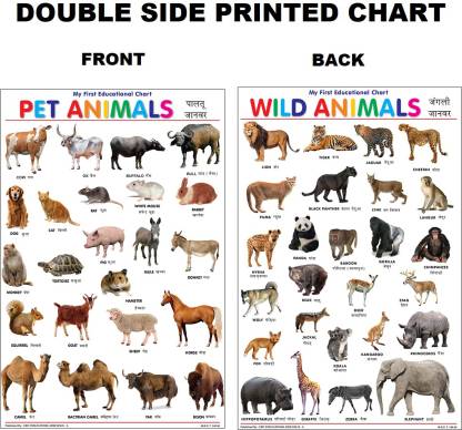 Both Side Printed Pet and Wild Animals Charts for Kids | Learn about Pet  and Wild