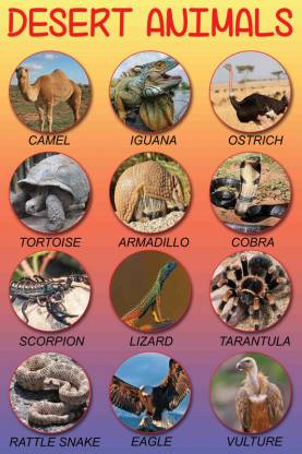Desert Animals Name