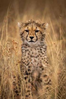 Wildlife Cheetah Poster | Jungle Cheetah Posters for Room | Unframed ...