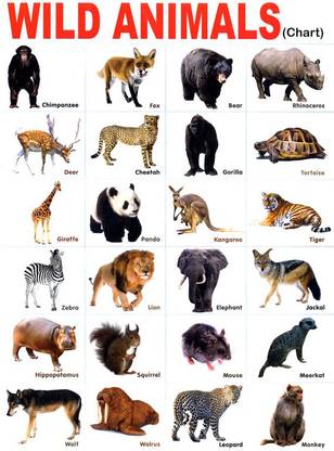 Poster Kids Child Wild Animals School Chart sl-9861 (Wall Poster, 13x19 Inch, Matte Paper, Multicolor) Fine Art Print - Animals posters in India - Buy art, film, design, movie, music, nature and Poster Kids Child Wild Animals School Chart sl-9861 (Wall Poster, 13x19 Inch, Matte Paper, Multicolor) Fine Art Print - Animals posters in India - Buy art, film, design, movie, music, nature and
