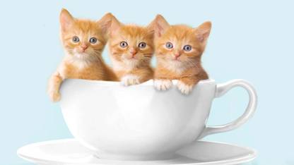 HD Cute Cat Wall Poster For Home Decoration |HD Cute Cat Wall Poster For Animal HD Cute Cat Wall Poster For Home Decoration |HD Cute Cat Wall Poster For Animal
