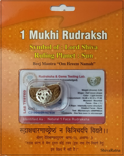 SHIVOHAM 7 Face//7 Mukhi Rudraksha From Nepal Silver Mounted with Certificate of Authenticity