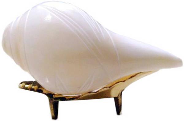 Real Seed Premium Quality Blowing Conch with Brass Stand Blowing Shankh