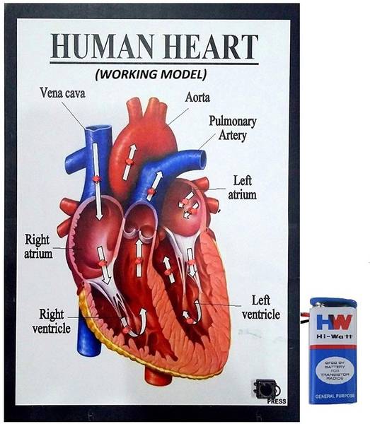 MELODY's Human Heart Working Model Science Project Educational Electronic Hobby Kit