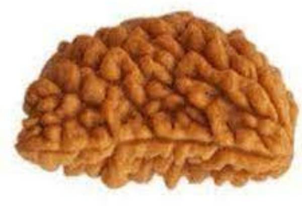 Durga gems Ek Mukhi Rudraksha / One Face Rudraksha / 1 Mukhi Rudraksh With Lab Certificate 100% Original Rudraksha Natural Wood