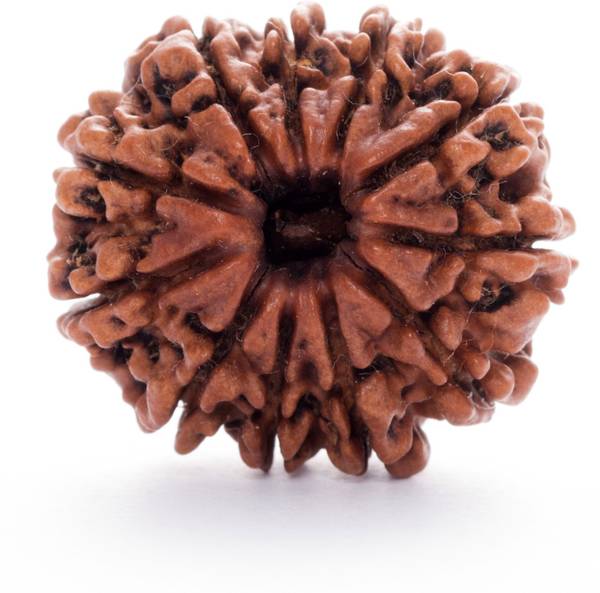 Parashara ARKAM Premium Eleven Mukhi Rudraksha / Original Nepali 11 Mukhi Rudraksha / Natural 11 faced Rudraksha with detailed Puja and wearing instru...