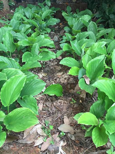 SHOP 360 GARDEN Kaempferia parviflora / Black Ginger / Thai ginseng / Krachai dum Plant Rhizomes For Growing - Pack of 6 Rhizomes Seed