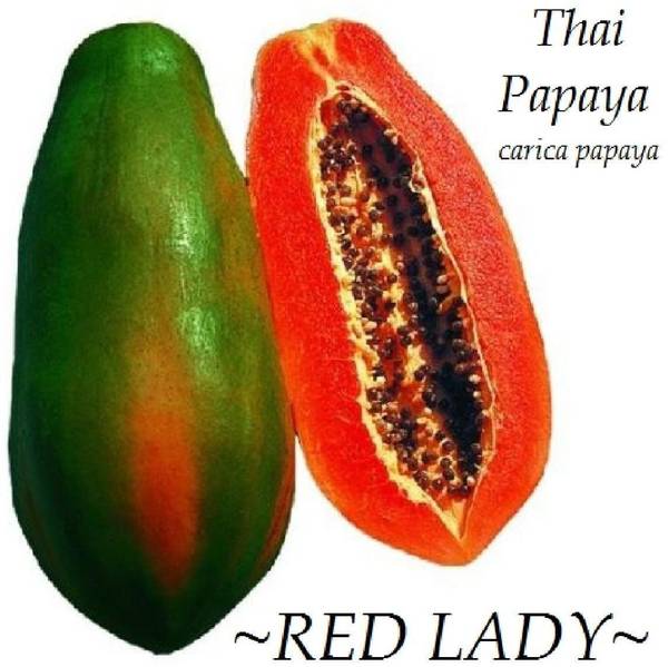 ActrovaX Dwarf Papaya Red Lady Sweet Honey [20gm Seeds] Seed