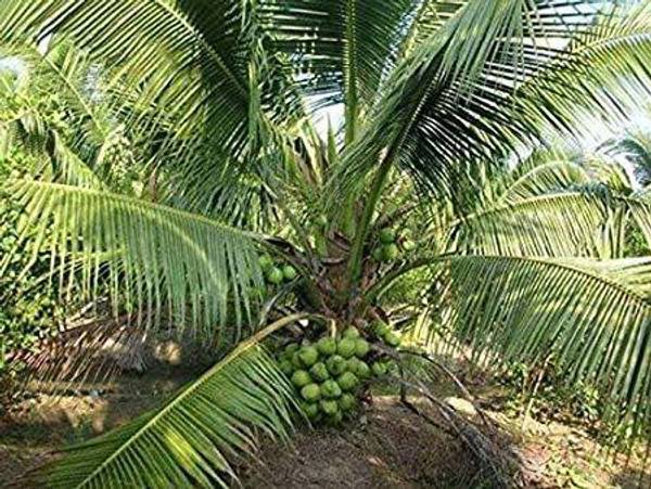 saraswati traders Coconut Plant