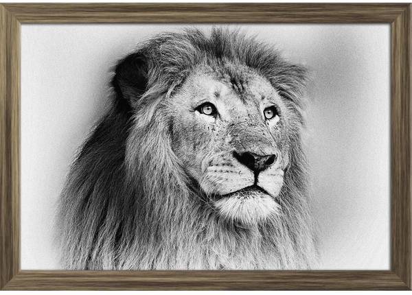 Striking Black & White Lion Paper Poster Antique Golden Frame | Top Acrylic Glass 19inch x 13inch (48.3cms x 33cms) Paper Print
