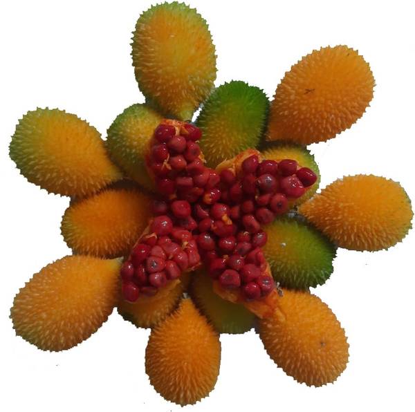 GCS Kantola Seeds Kankoda Kakrol Spiny Gourd Spine Gourd Agakara Boda Kakara Mada Haagala Kaaya Kheksi Mezhuku pakal Seed