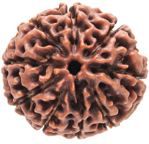 yashvriddhi 9 mukhi Rudraksha certified | Nepal Wood Pendant