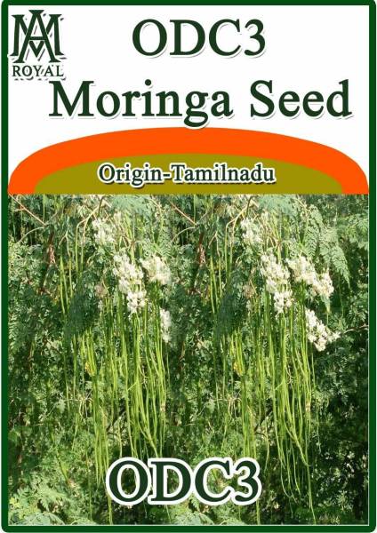 ActrovaX Moringa - Origin Indian, Tamilnadu [800 Seeds] Seed