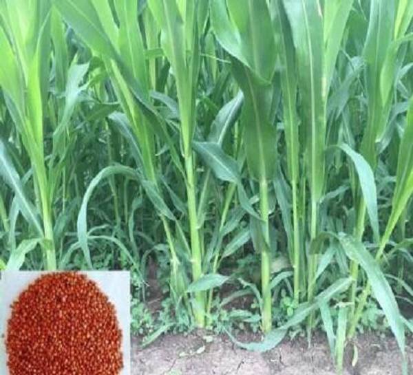 JAGANNATH ENTERPRISES Sudan Grass Seed