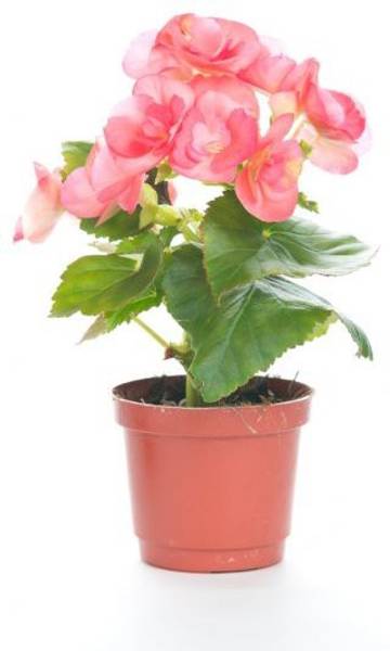 STAMEN Begonia Vanusta Plant