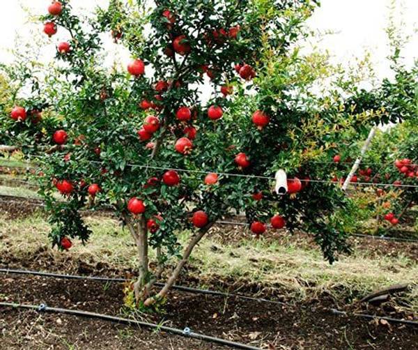 Uganio Pomegranate Plant