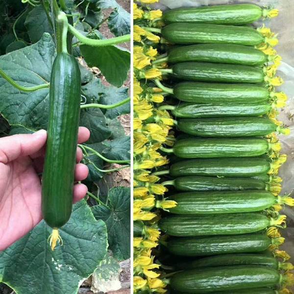 Qualtivate  F1 Hybrid Cucumber Seeds Seed
