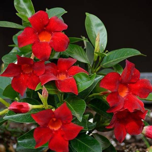 DEBNATH Mandevilla Plant
