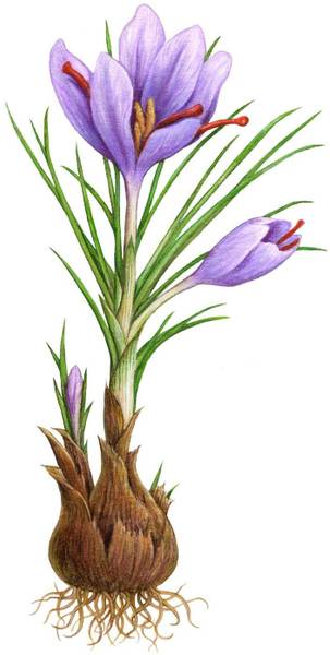 nature boon Kashmiri Saffron/Kesar Bulb (pack of 2 Seeds) Seed