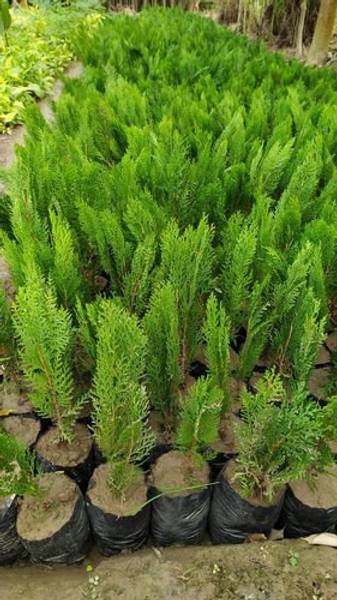 GreensFord Platycladus/Morpankhi Plant