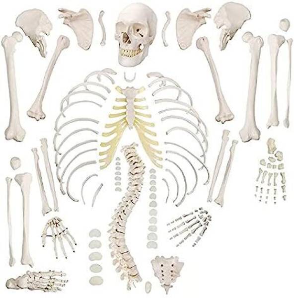 avishkar Imported Human Skeleton Model XC-130 DISARTICULATED Bone Set Bone Distractor