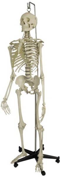 BEXCO Articulated human skeleton model